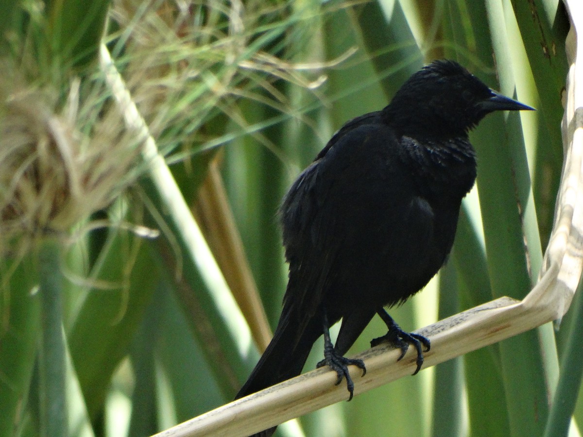 Yellow-winged Blackbird - ML645416448