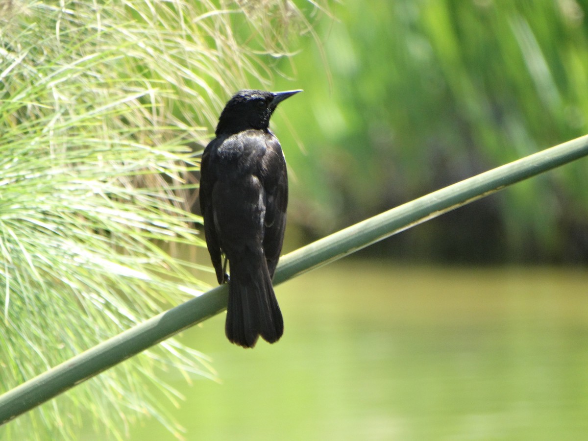Yellow-winged Blackbird - ML645416449