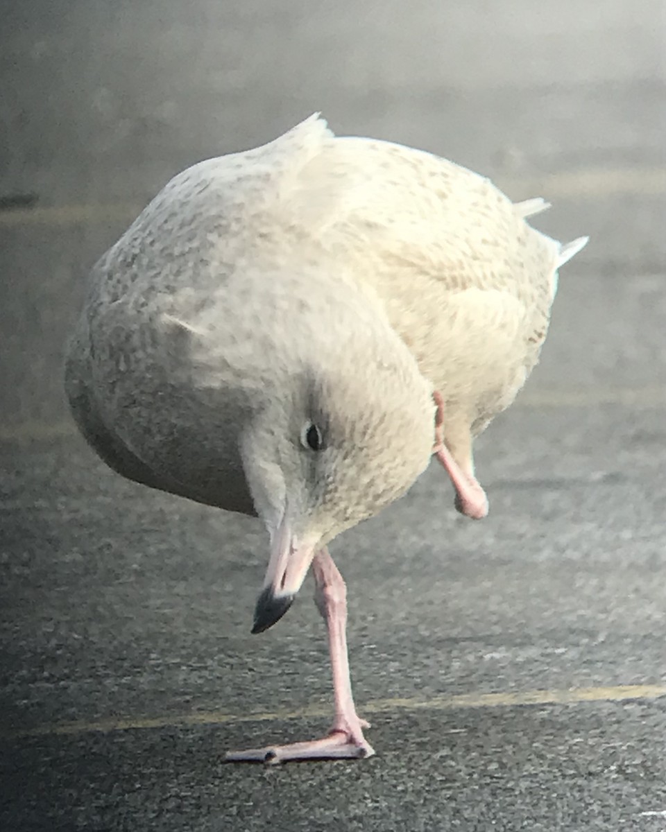 Бургомистр - ML645416450