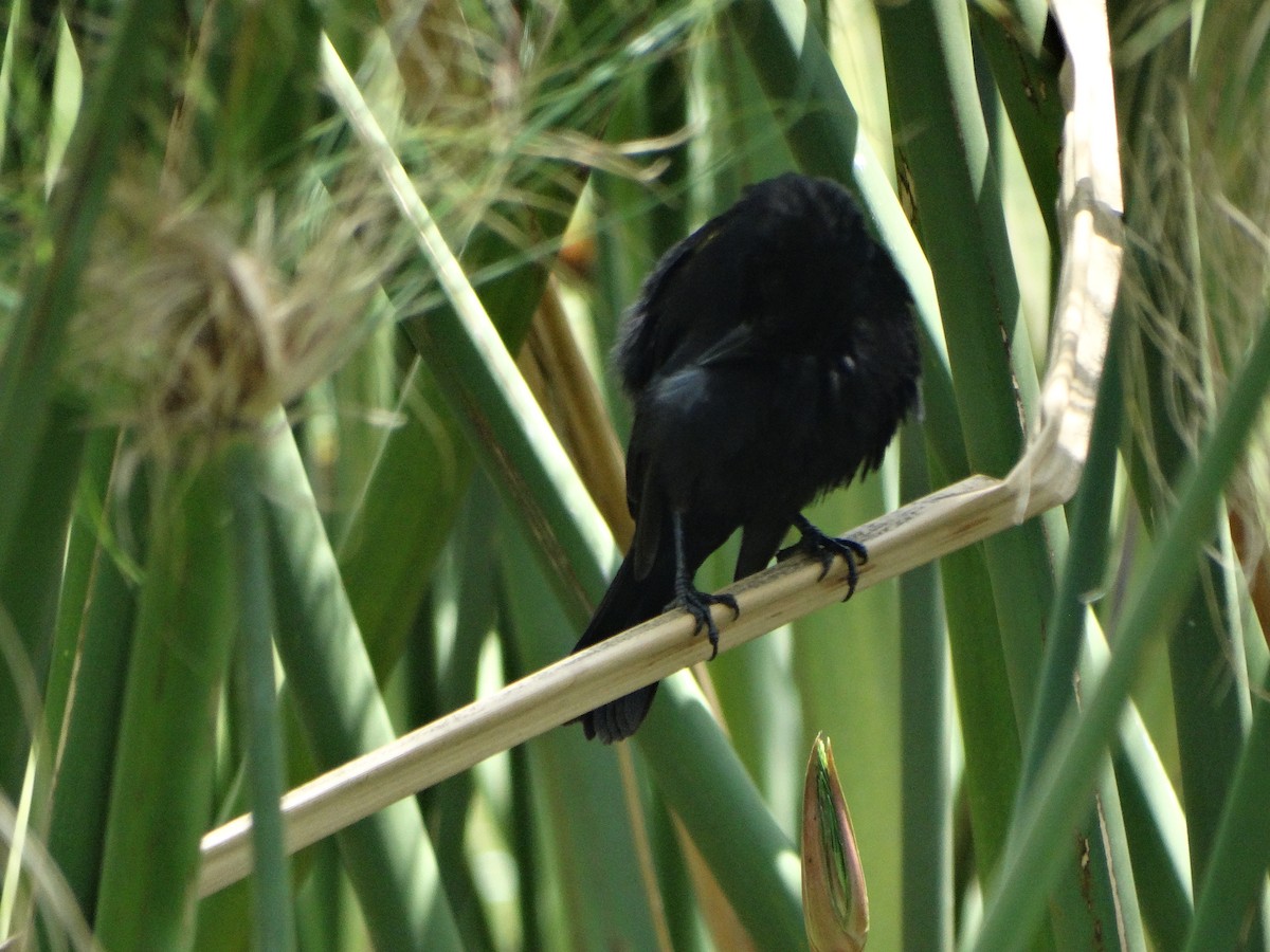 Yellow-winged Blackbird - ML645416451