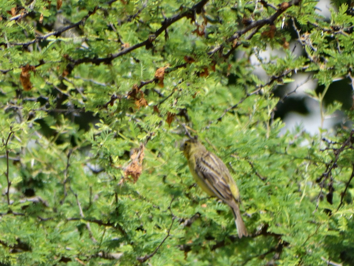 Короткоклювый зерноед - ML645416459