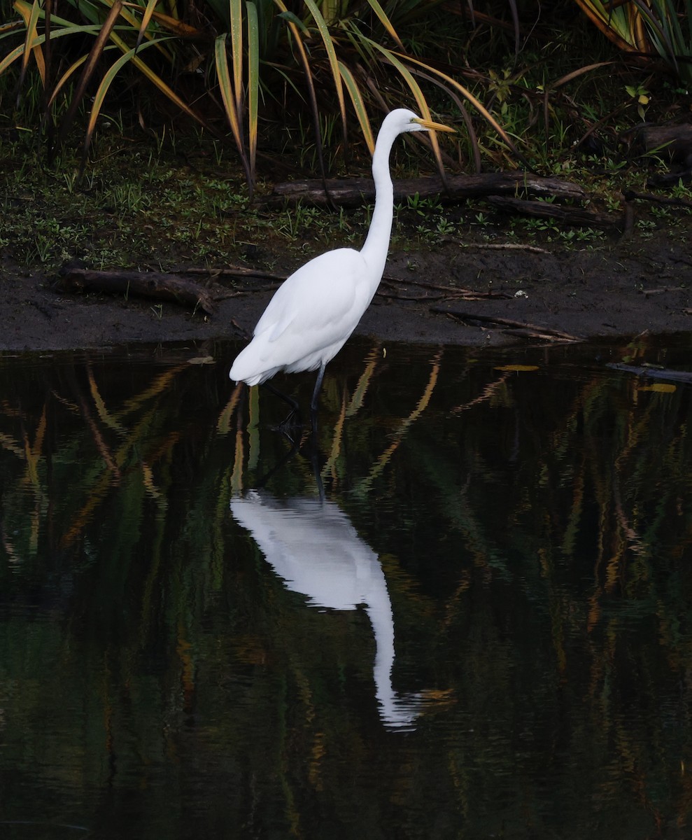 Koartza zuria - ML645416480