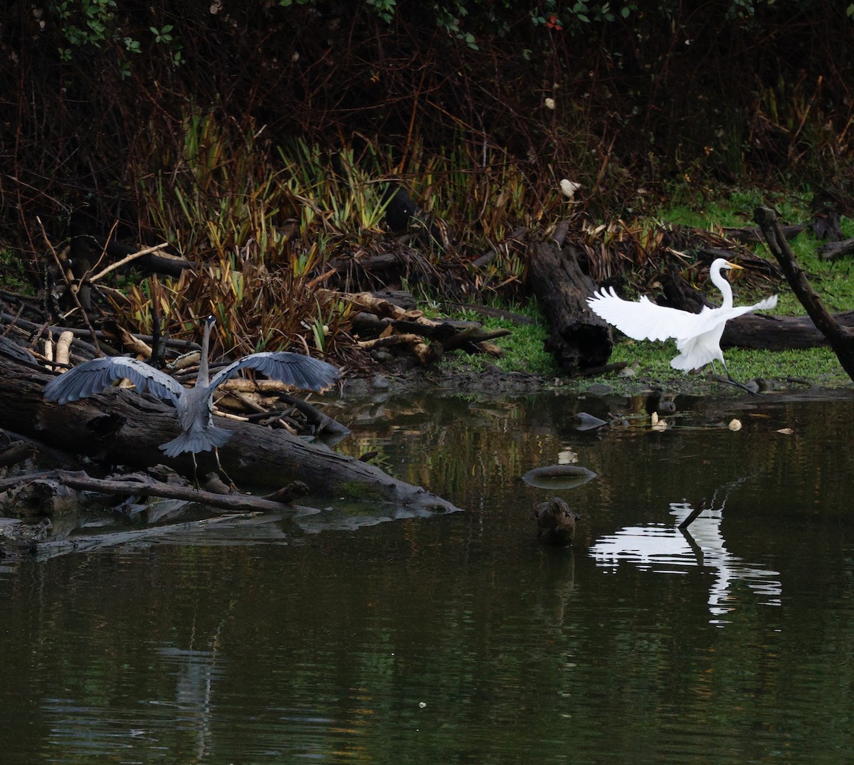 Koartza zuria - ML645416481