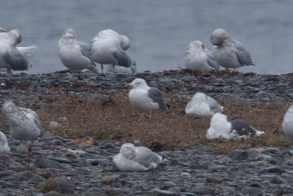 Larinae sp. - ML645416484