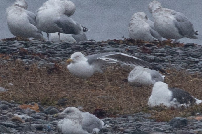 Larinae sp. - ML645416485