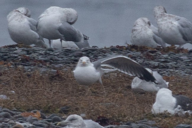 Larinae sp. - ML645416486