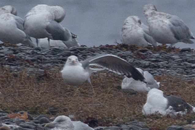 Larinae sp. - ML645416487