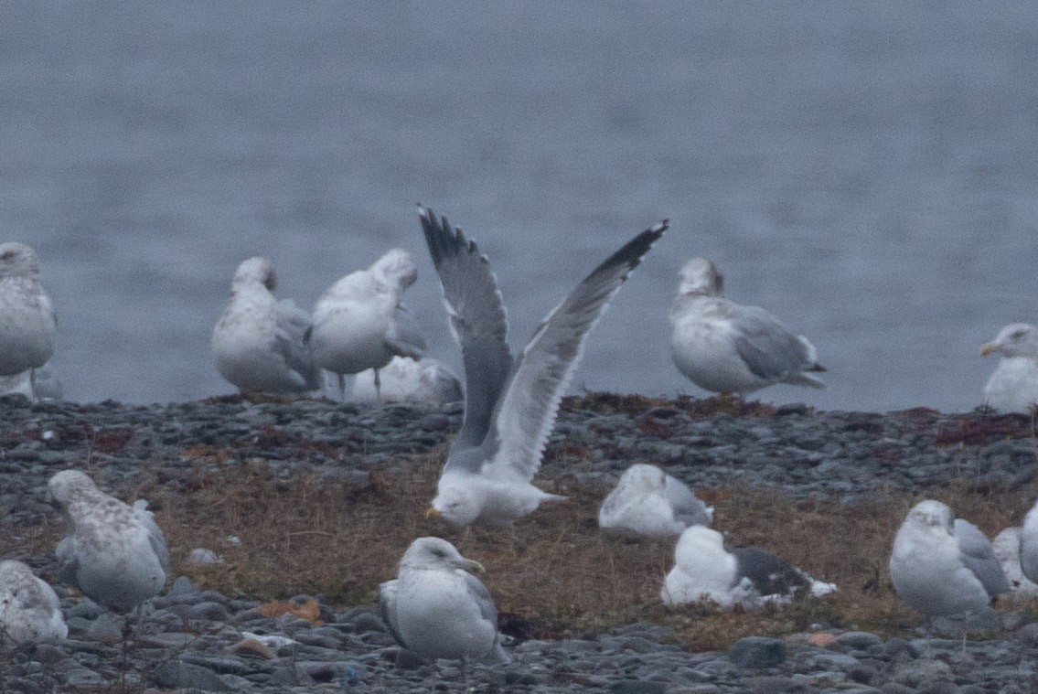 Larinae sp. - ML645416488