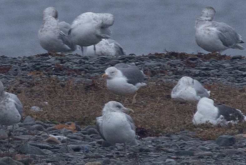 Larinae sp. - ML645416489