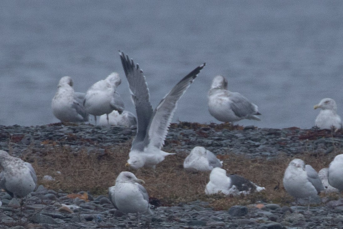 Larinae sp. - ML645416490