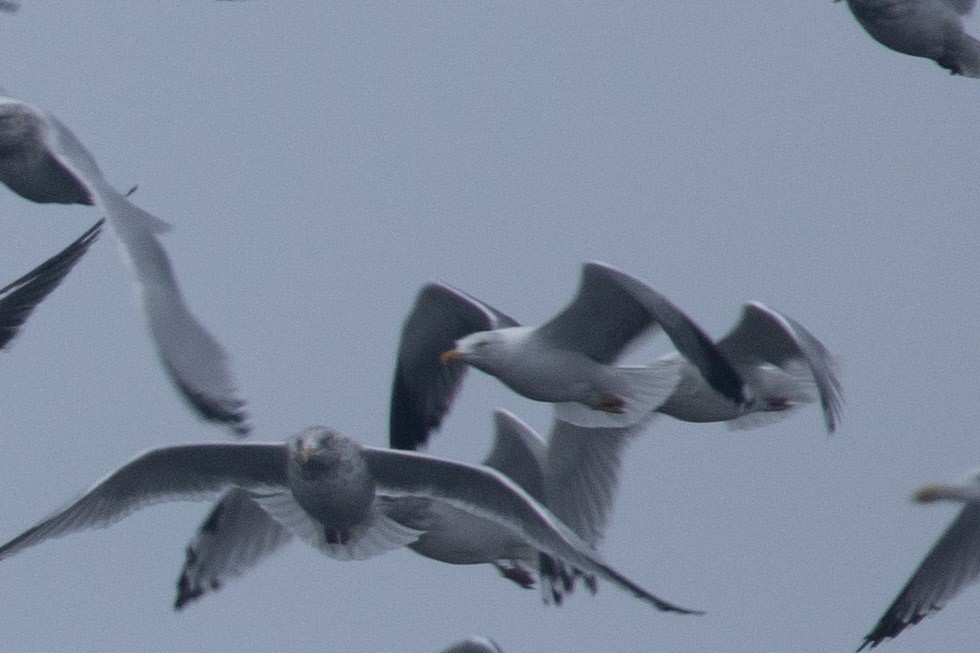 Larinae sp. - ML645416491