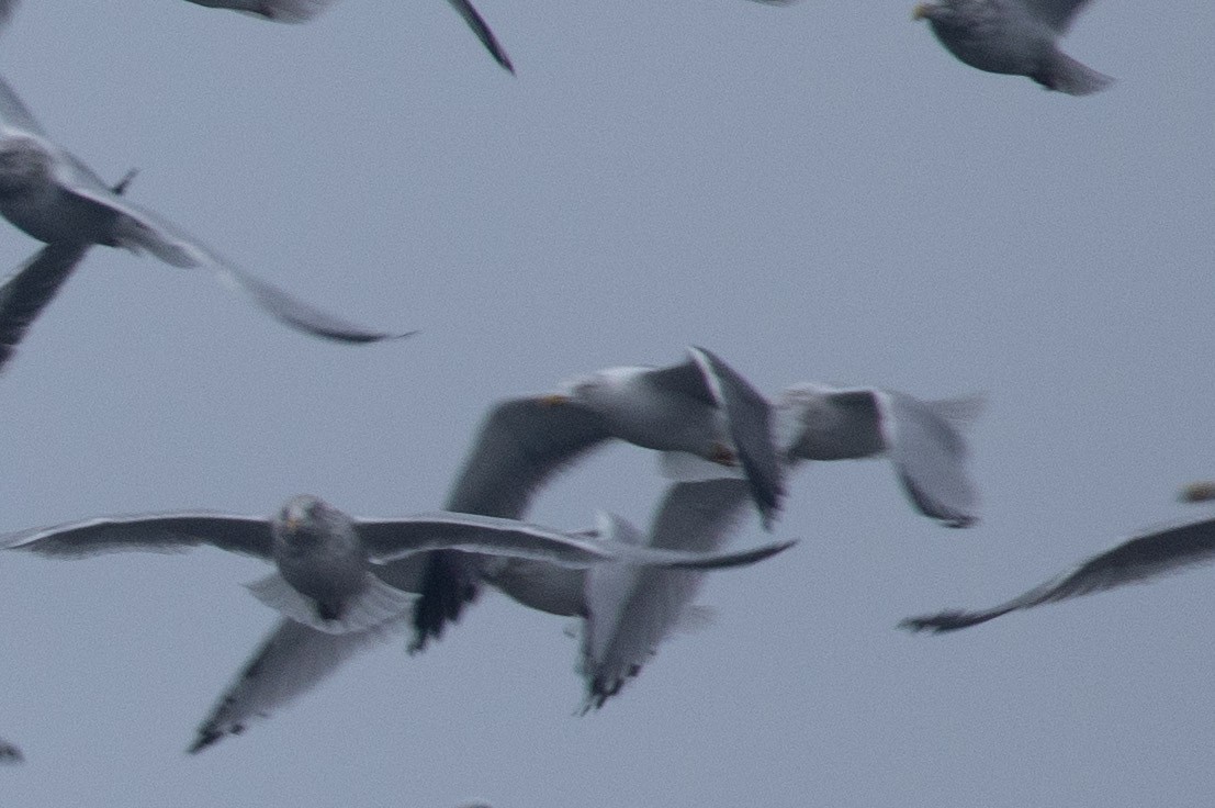 Larinae sp. - ML645416492