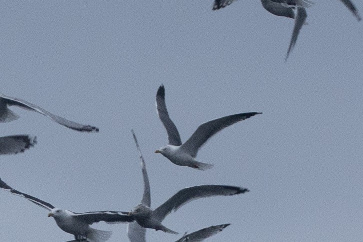 Larinae sp. - ML645416493