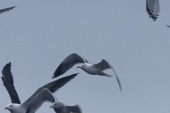 Larinae sp. - ML645416494