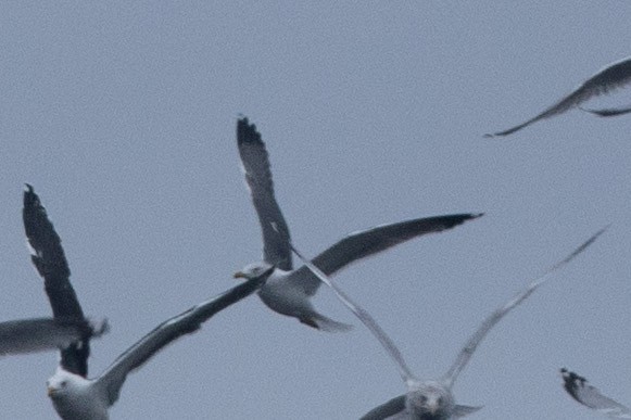 Larinae sp. - ML645416495