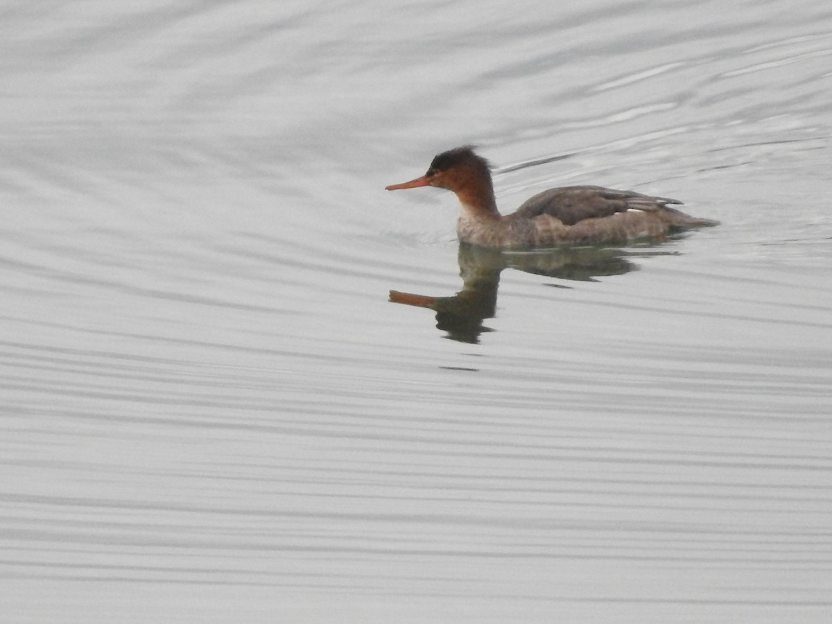 Сэвгэр бохио - ML645416500