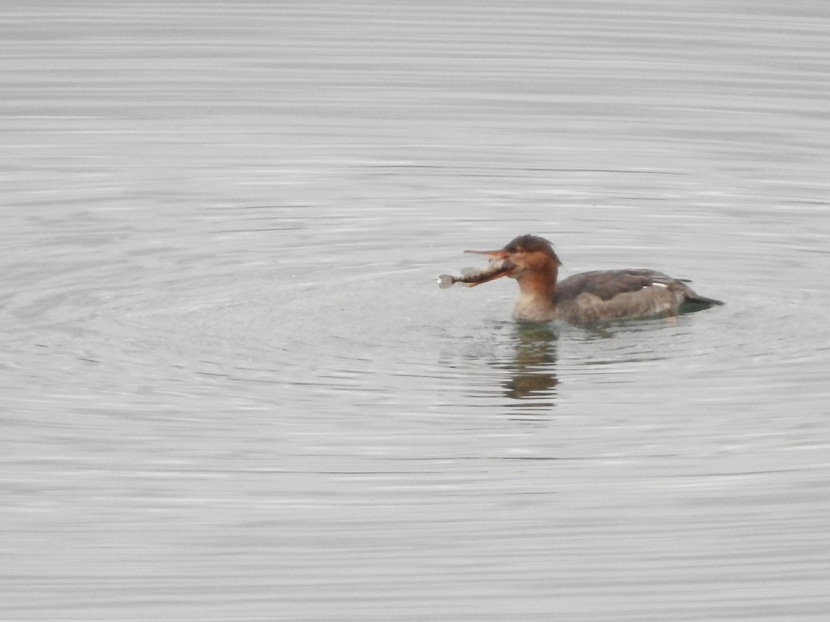 Сэвгэр бохио - ML645416501
