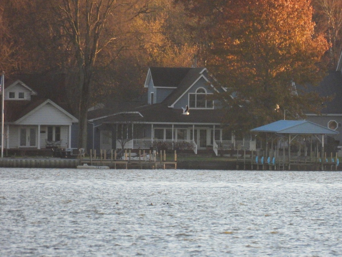 Little Gull - ML645416525