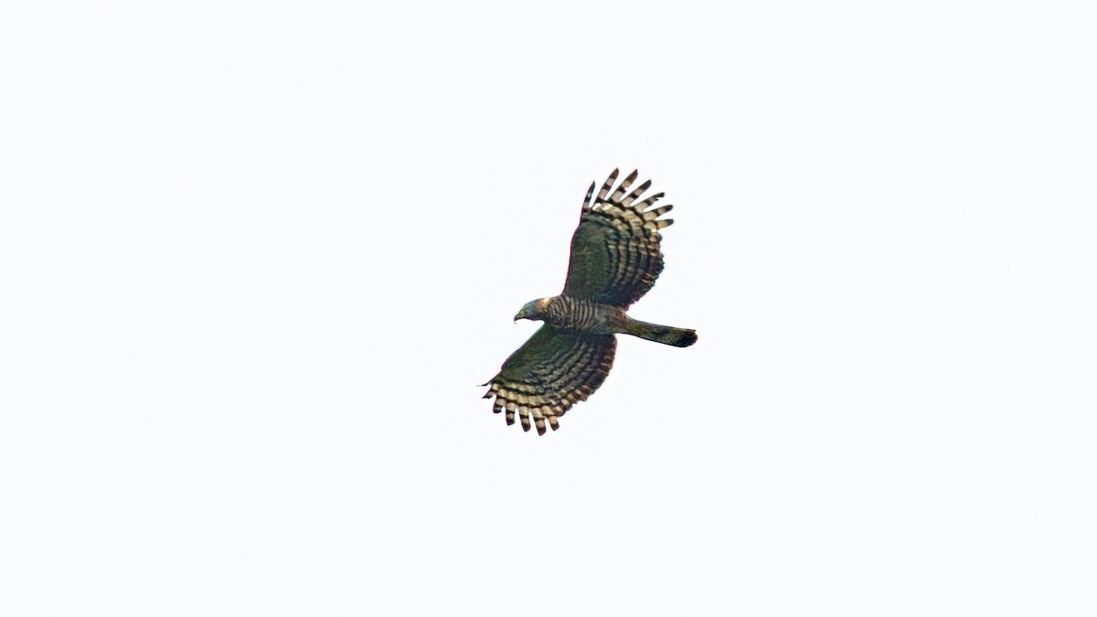 Hook-billed Kite - ML645416535