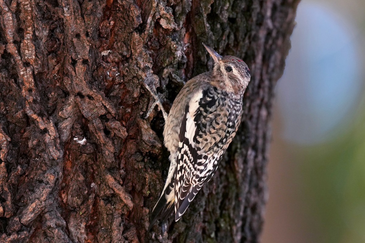 Yellow-bellied Sapsucker - ML645416555