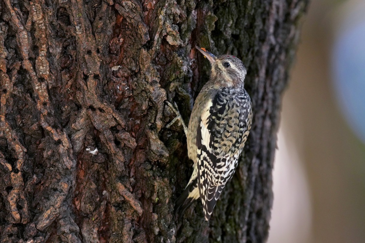 Yellow-bellied Sapsucker - ML645416557