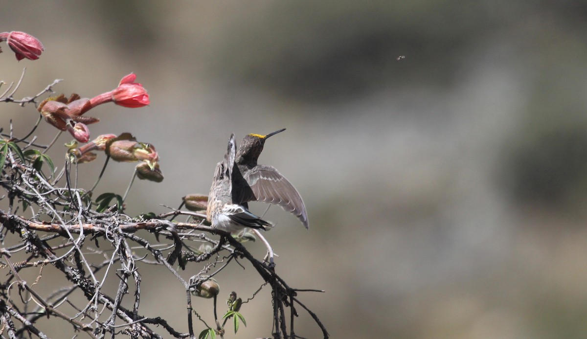 Giant Hummingbird - ML645416560