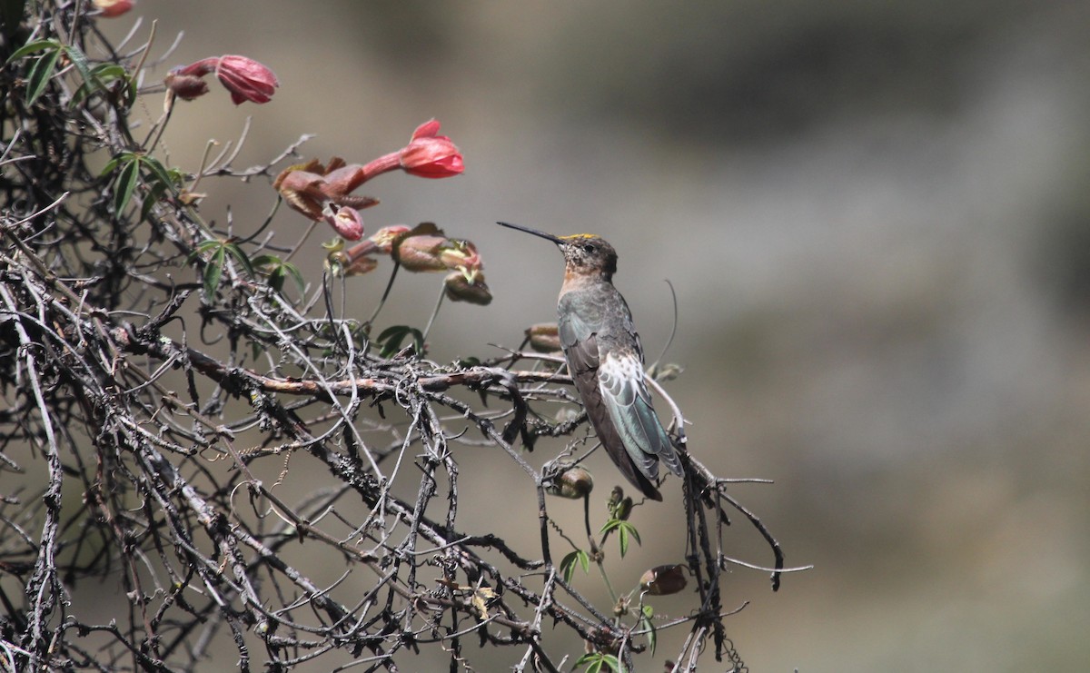Giant Hummingbird - ML645416561