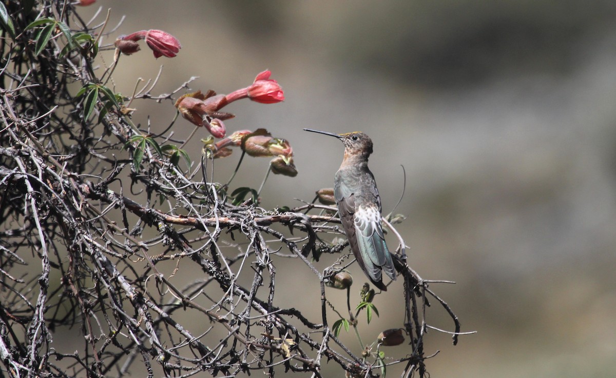 Giant Hummingbird - ML645416562