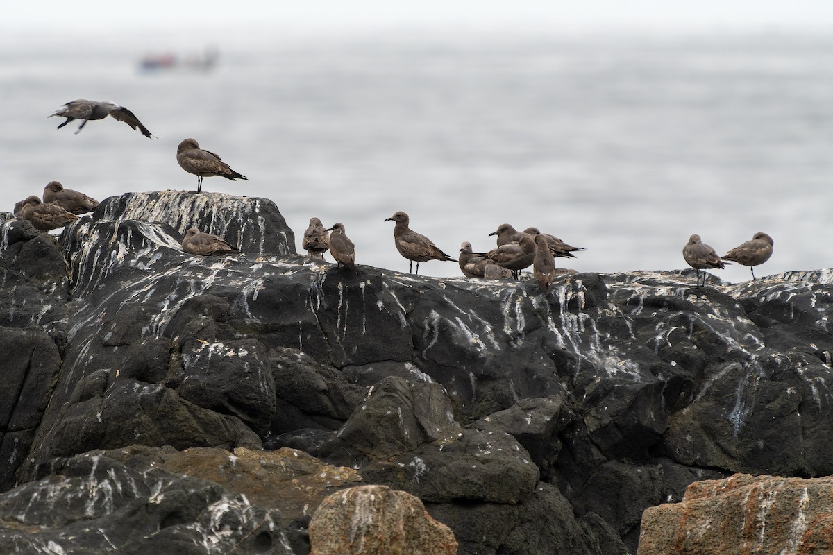 racek tmavý - ML645416564