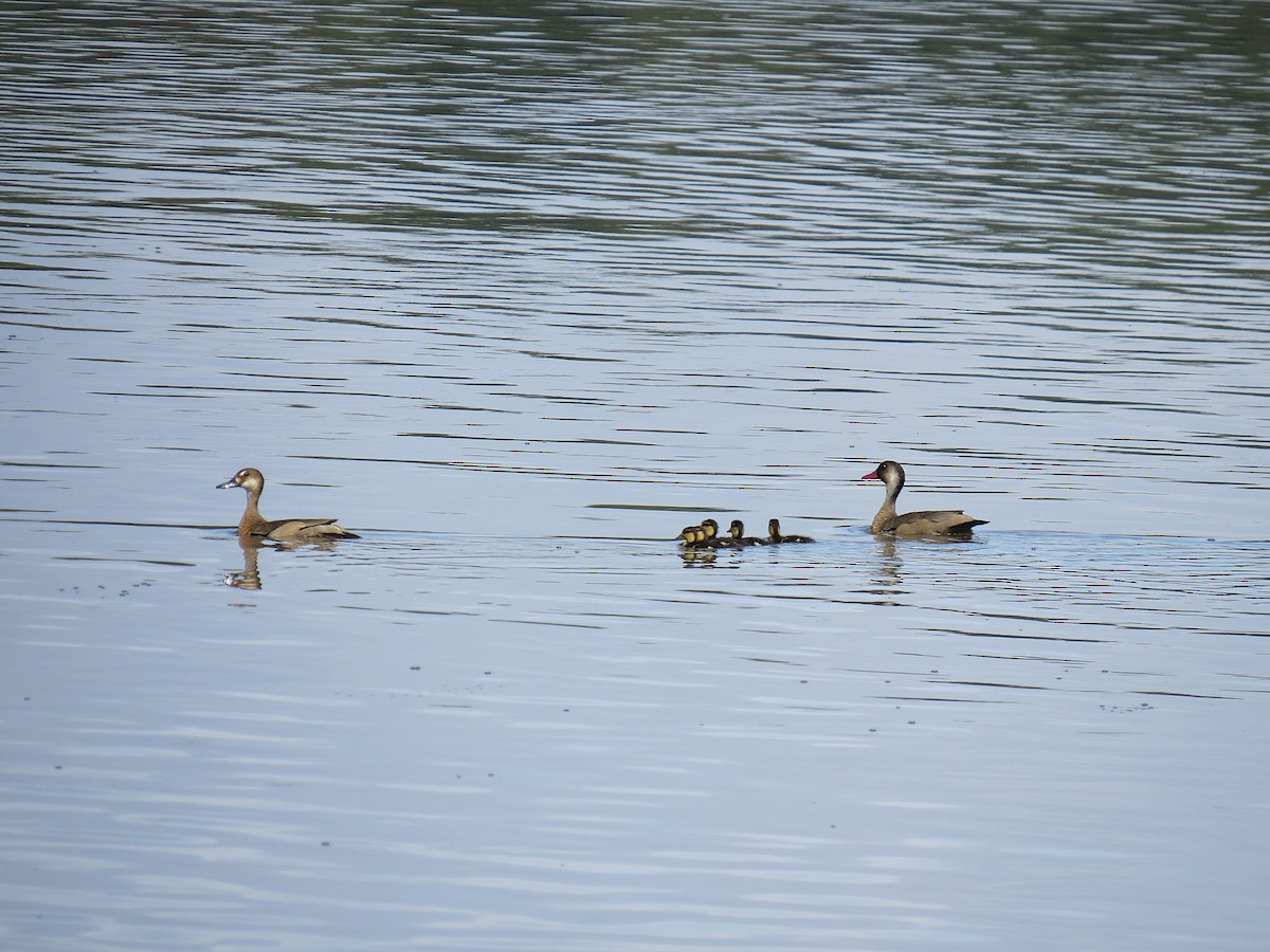 Brazilian Teal - ML645416581