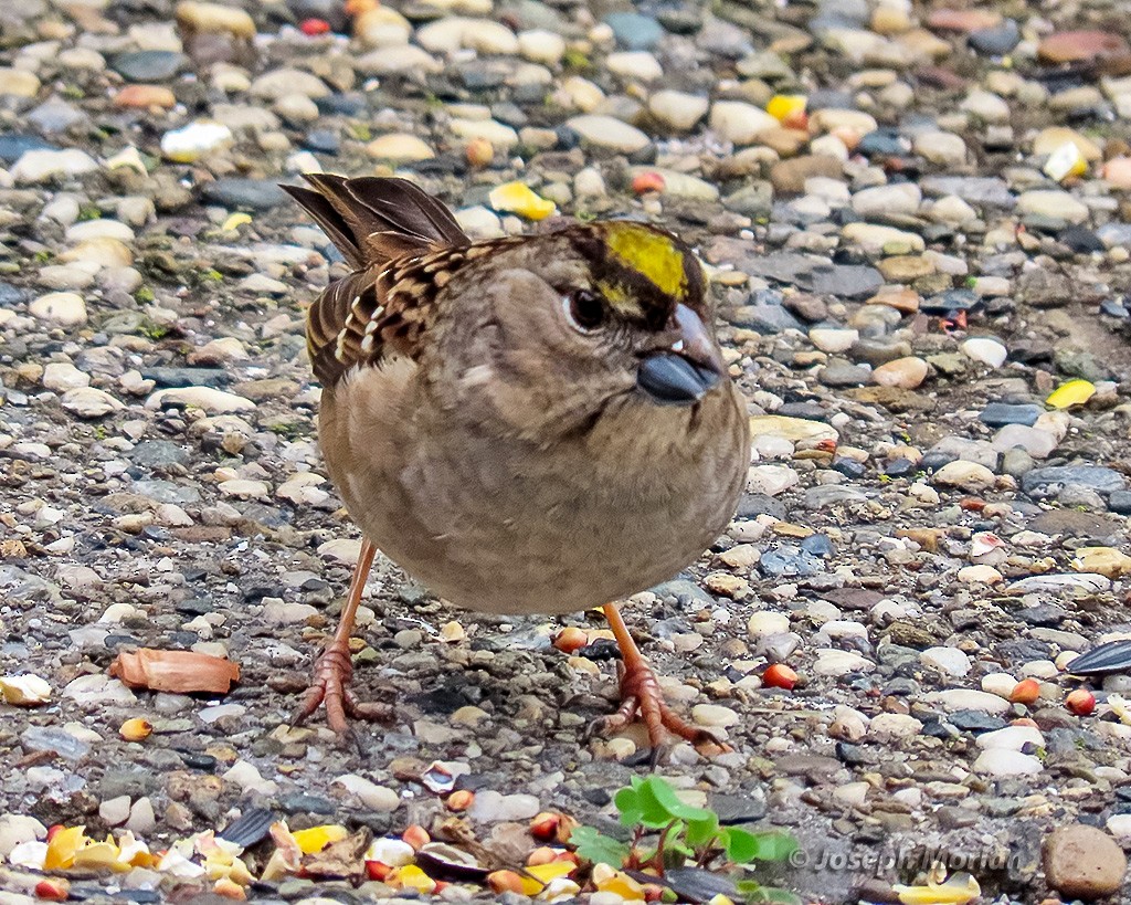 Чернобровая овсянка - ML645416585