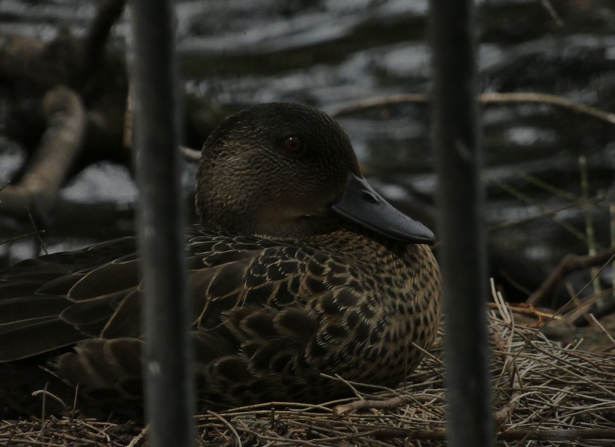 Chestnut Teal - ML645416595