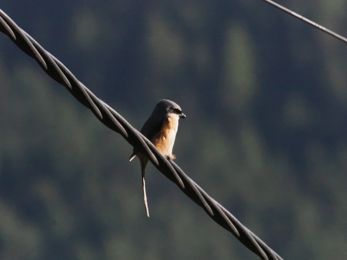 Gray-backed Shrike - ML645416596