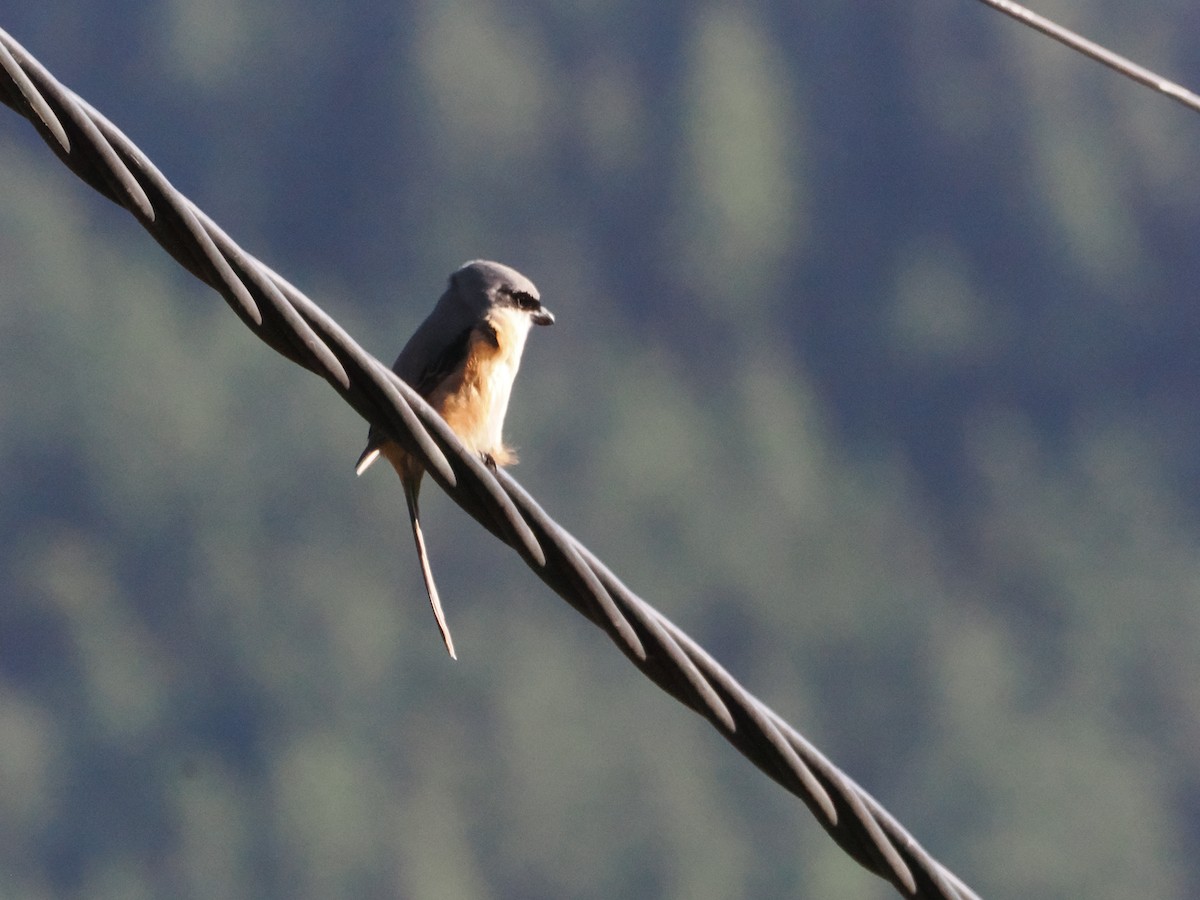 Gray-backed Shrike - ML645416597