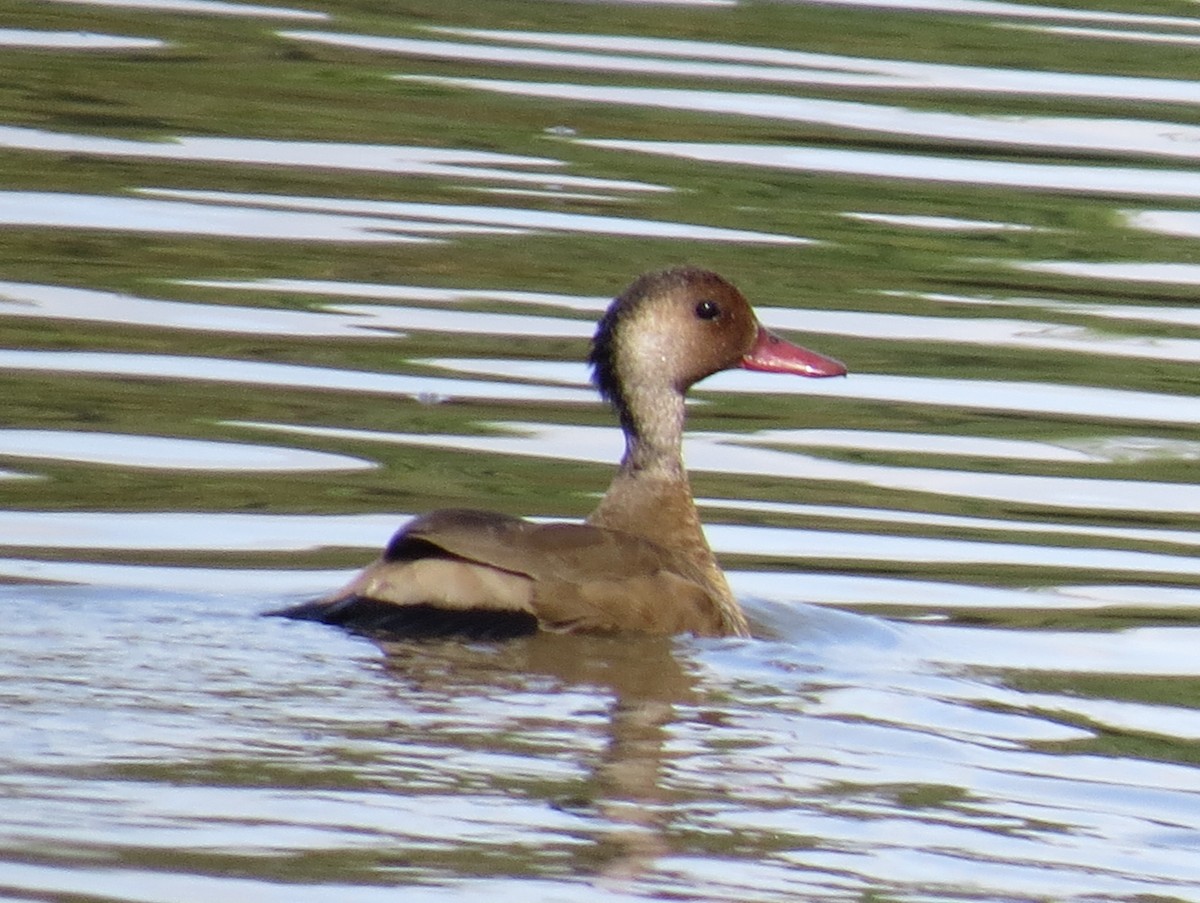 Brazilian Teal - ML645416599