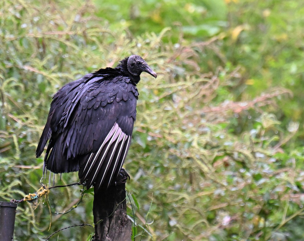 Black Vulture - ML645416600