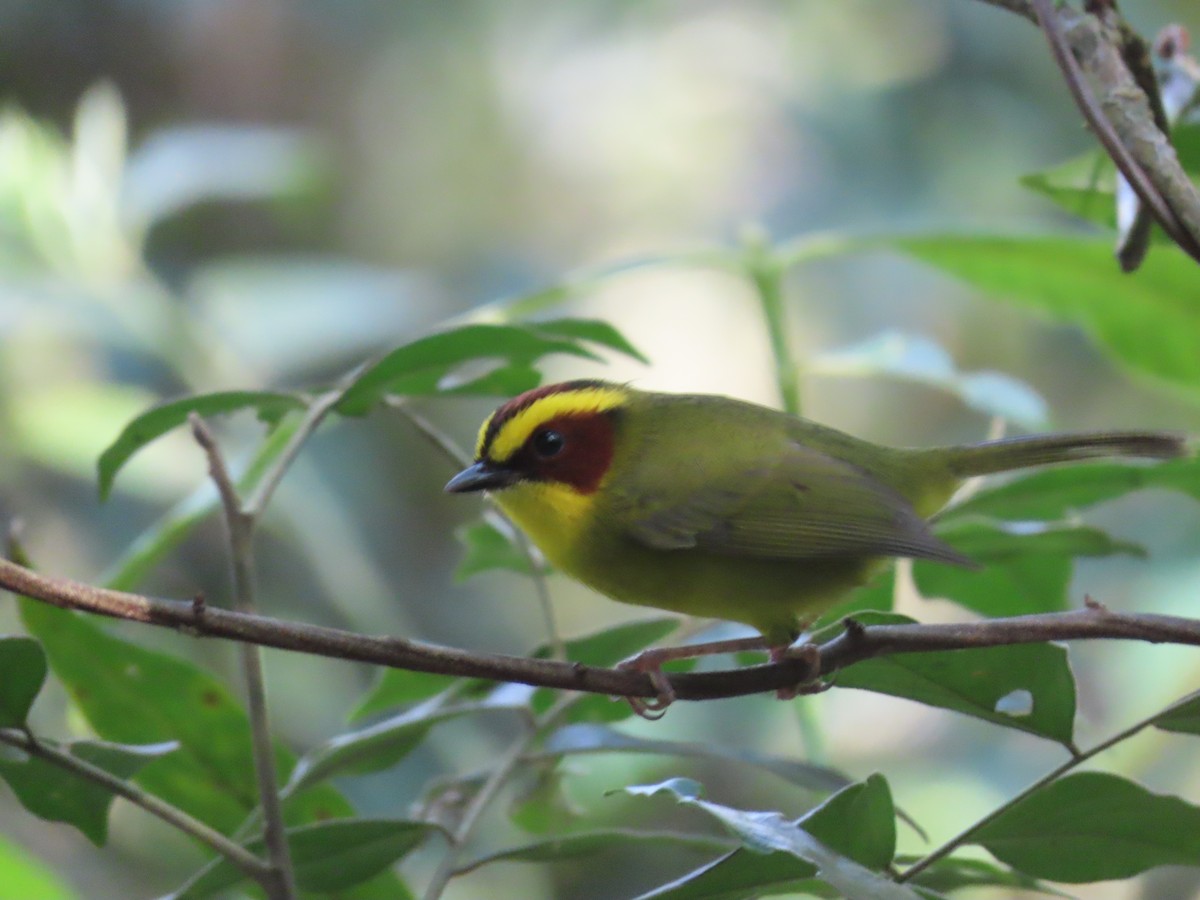 Golden-browed Warbler - ML645416601