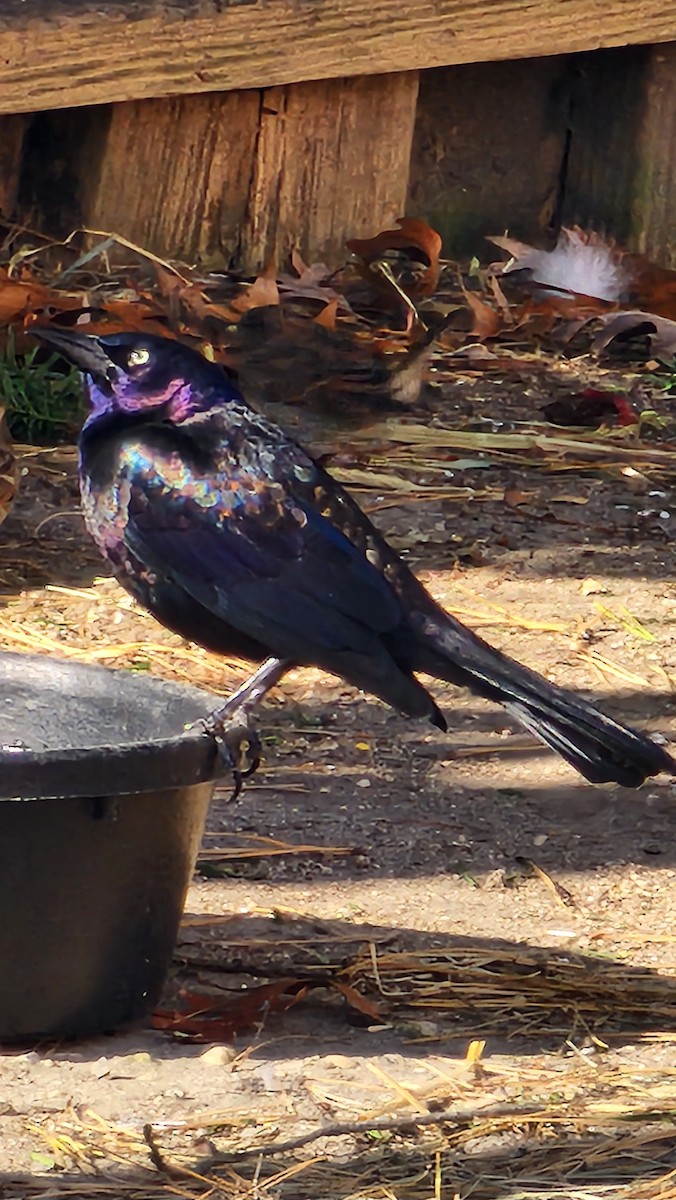 Common Grackle - ML645416610