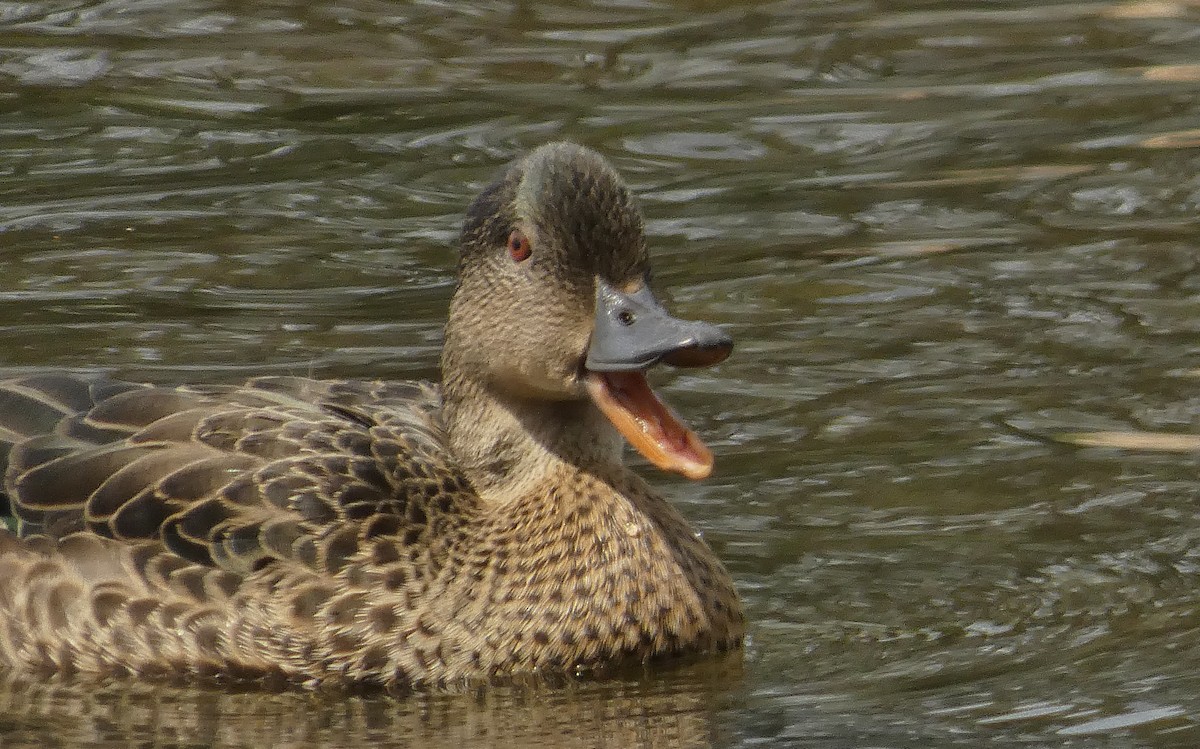 Chestnut Teal - ML645416612