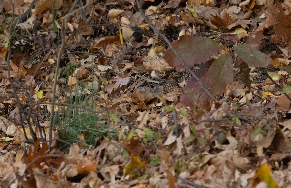 American Woodcock - ML645416640