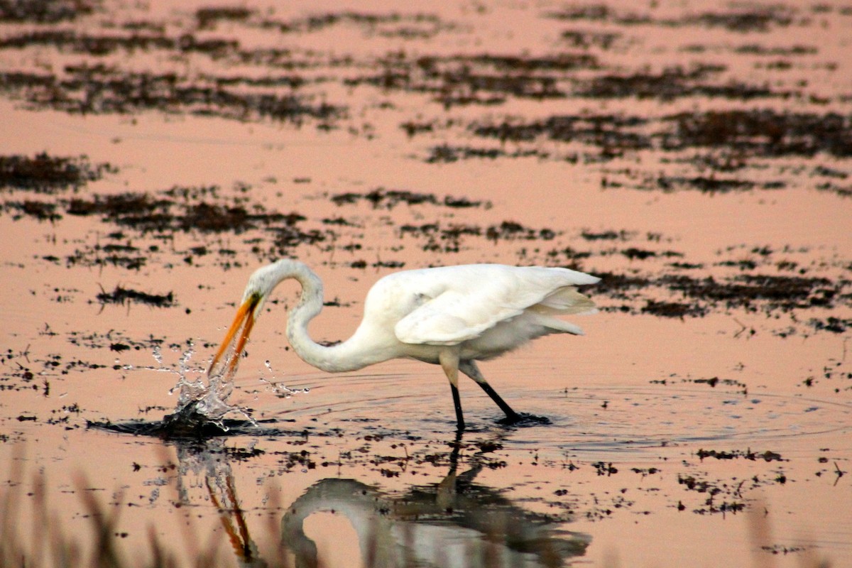 Koartza zuria - ML645416641