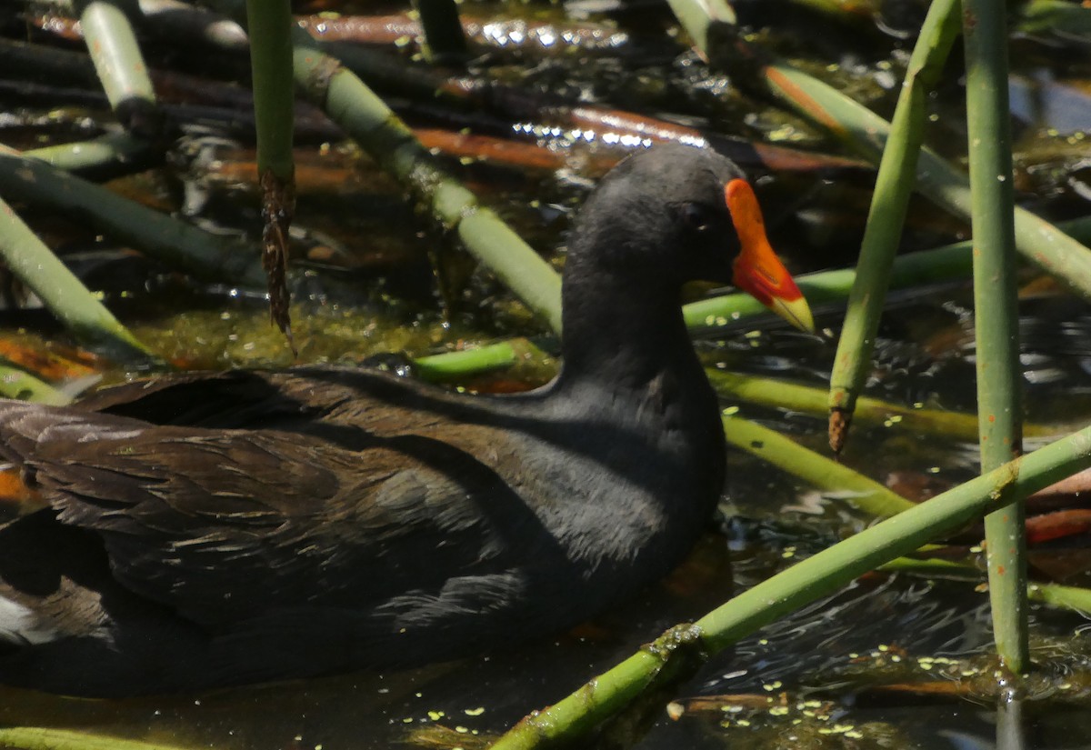Dusky Moorhen - ML645416646
