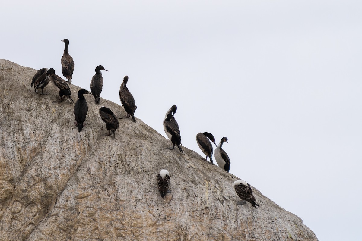 Guanay Cormorant - ML645416650