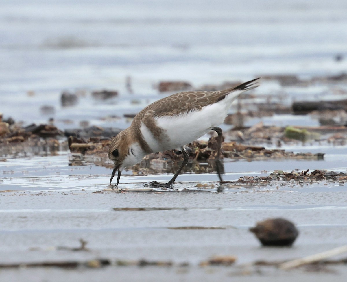 Two-banded Plover - ML645416651