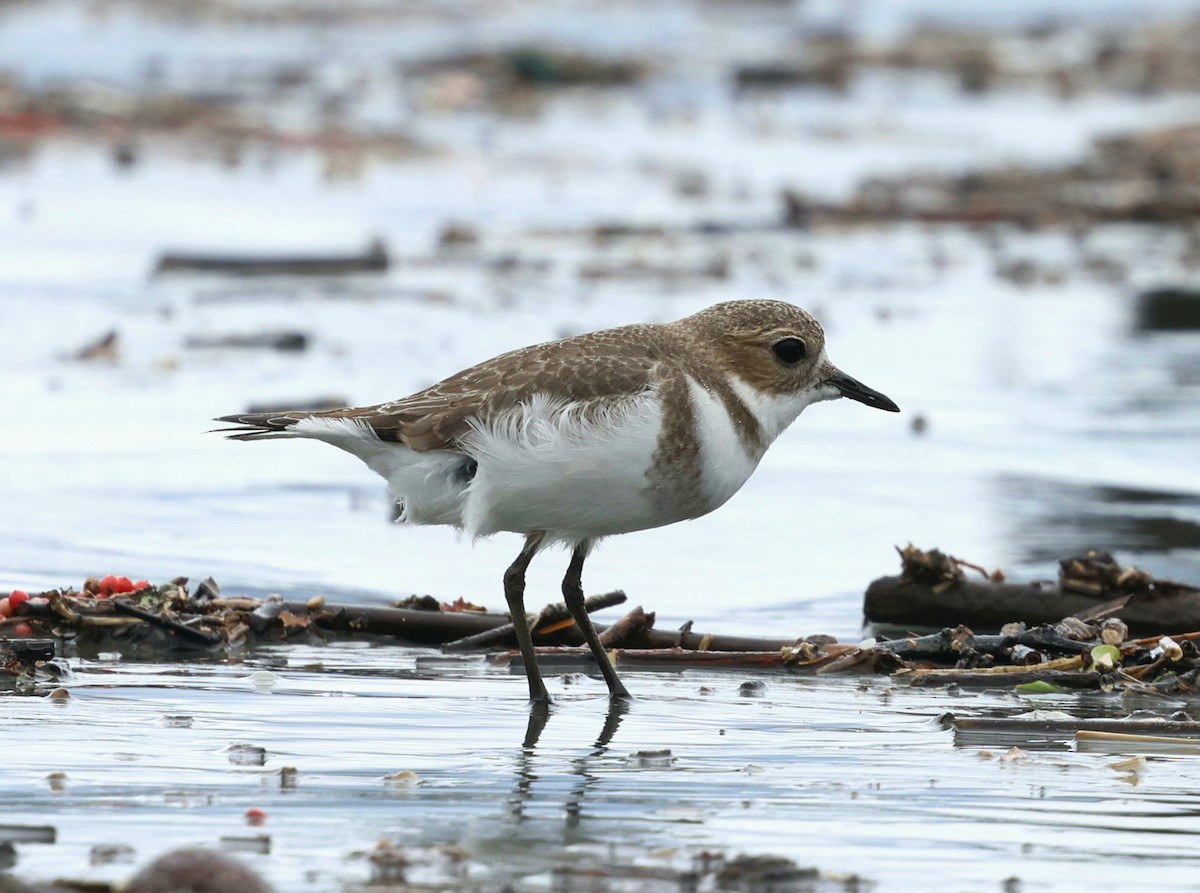 Two-banded Plover - ML645416652