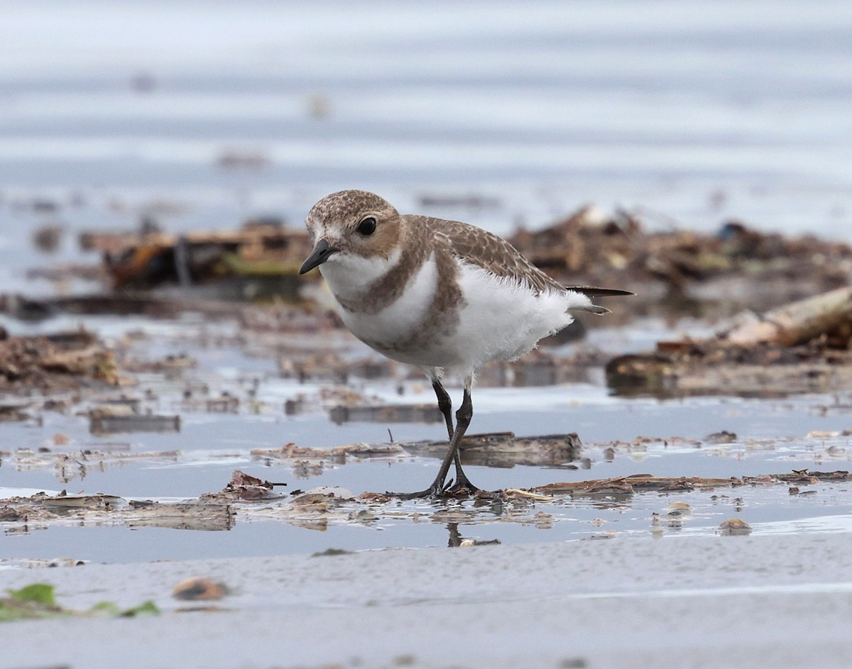 Two-banded Plover - ML645416653