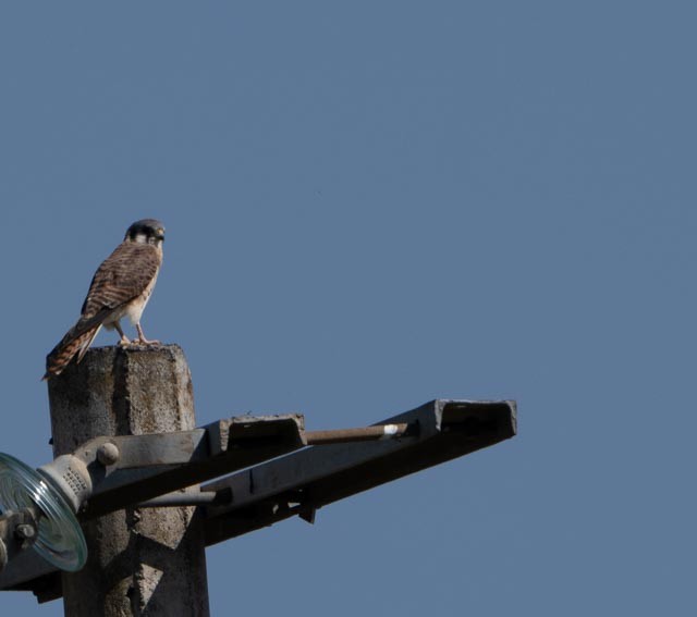 American Kestrel - ML645416655