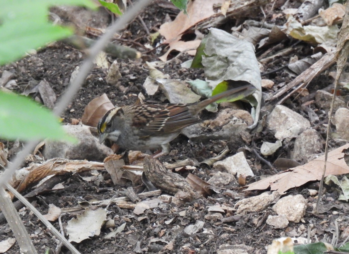 White-throated Sparrow - ML645416658