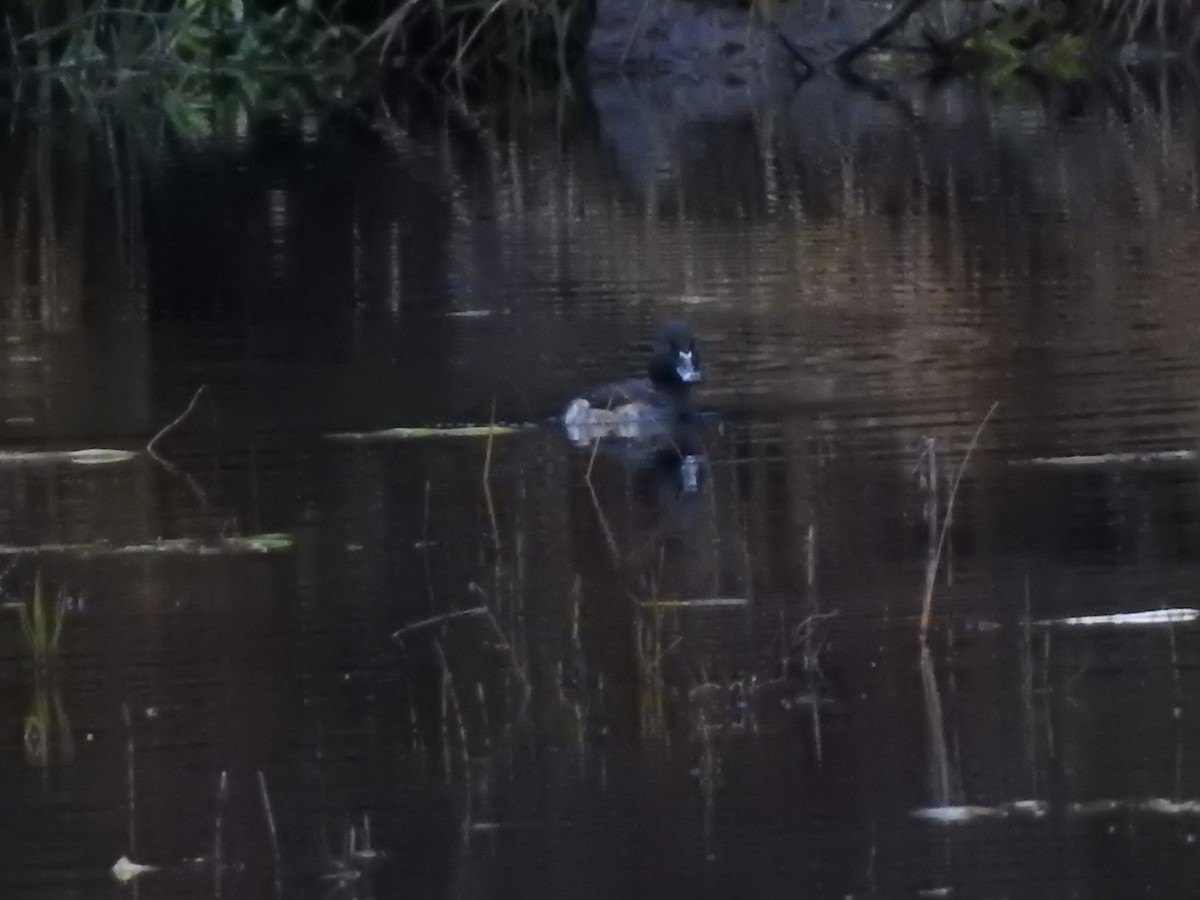 環頸潛鴨 - ML645416659