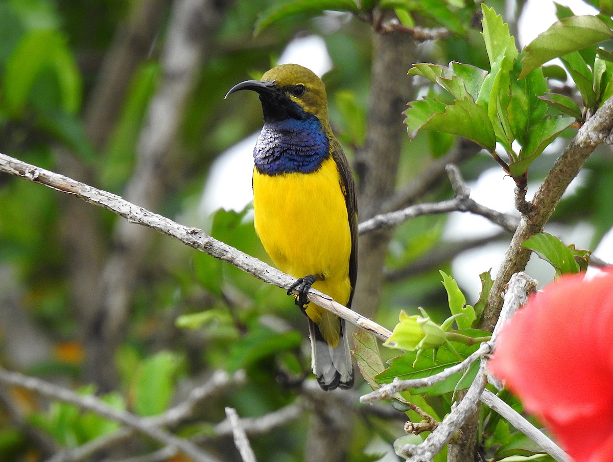 Sahul Sunbird - ML645416660